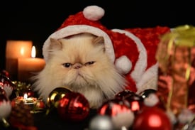 Cat dressed in a Santa outfit surrounded by holiday decorations, representing the theme of holiday gifting with choice gift cards.
