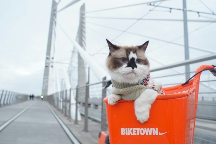 cat
