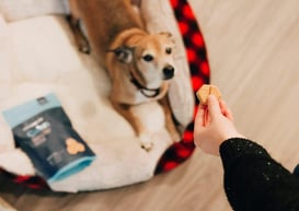 Dog being offered a treat as a reward, symbolizing sales incentives and the motivational power of choice gift cards.