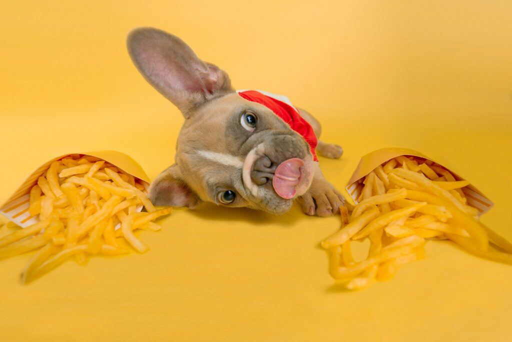 dog enjoying french fries, presumably purchased with a doordash gift card