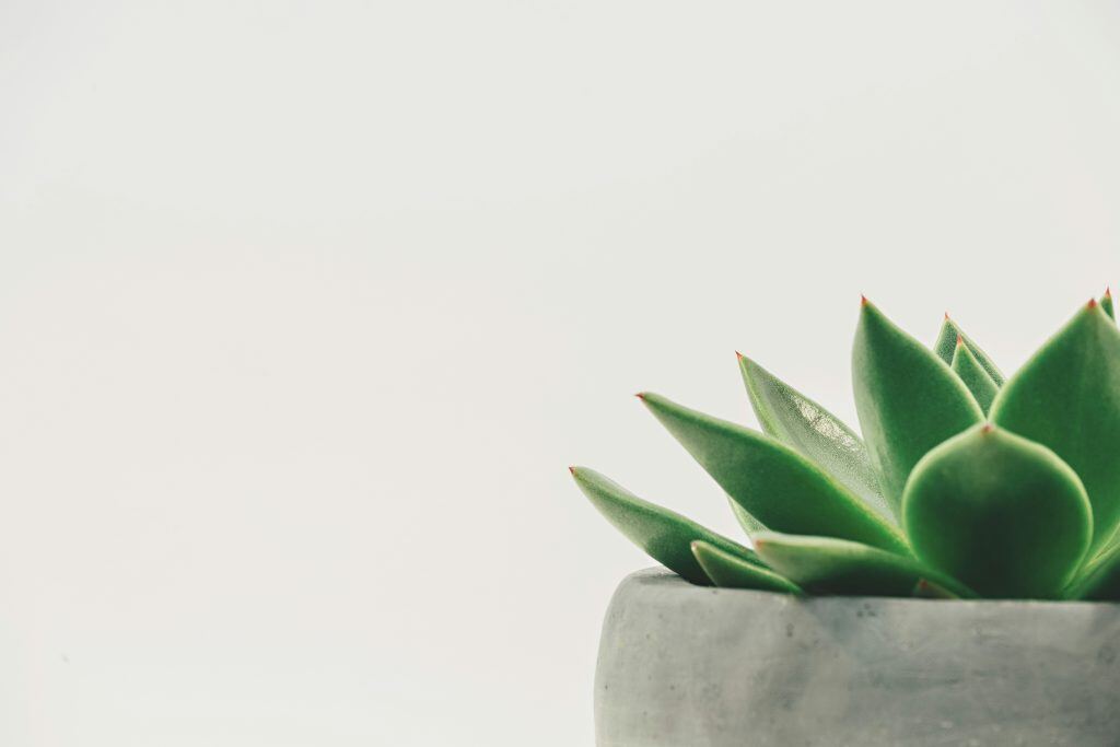 succulent, an example of a holiday gift for clients.