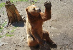 bear raising hand