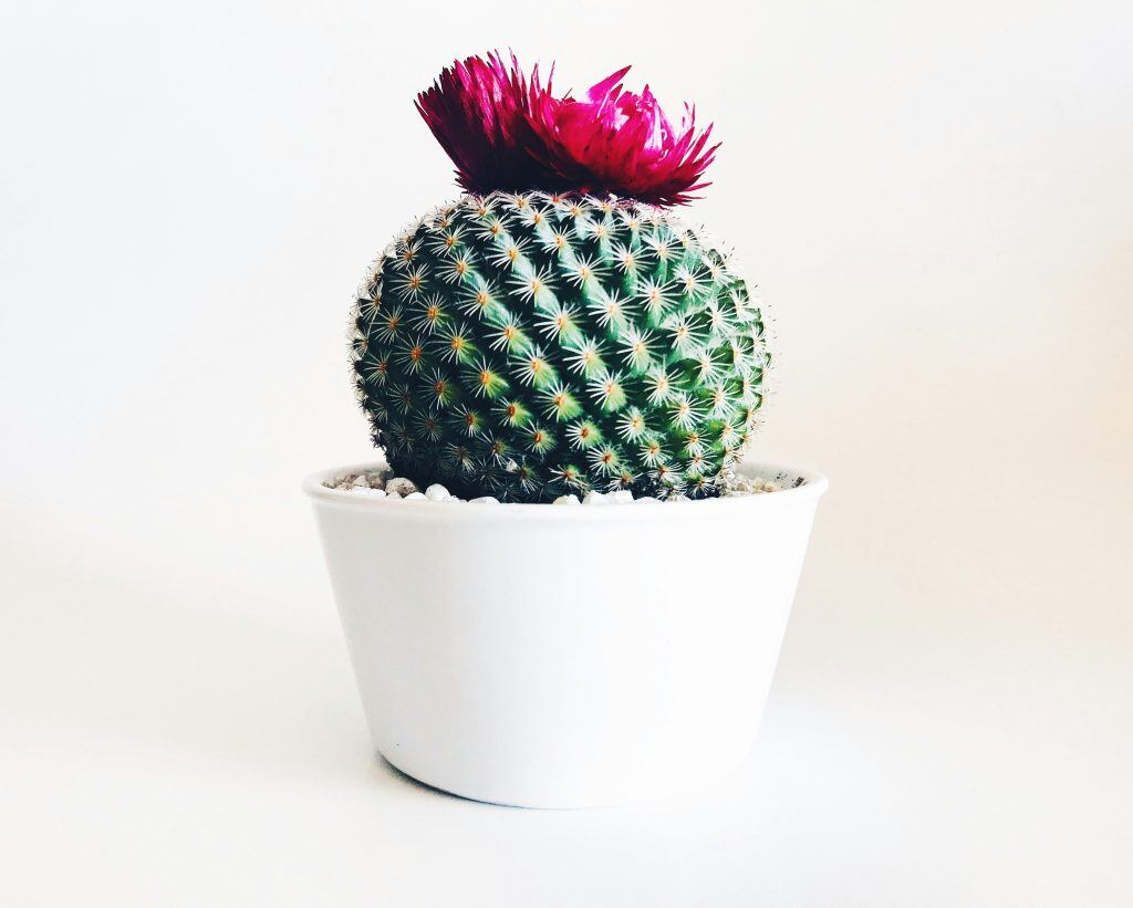 funky plant as a christmas gift for clients