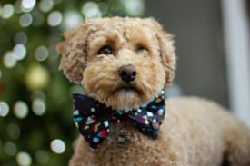 Dog wearing a bowtie, symbolizing a thoughtful corporate gift, representing the importance of client appreciation through choice gift cards.
