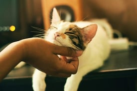 Cat being gently scratched, symbolizing appreciation and care, representing employee recognition and rewards with choice gift cards.