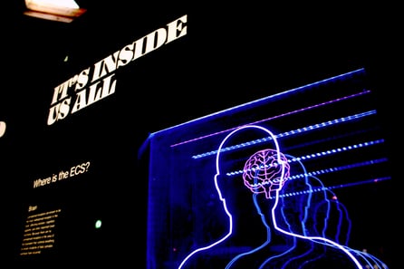 neon-display-of-a-mans-head-and-brain